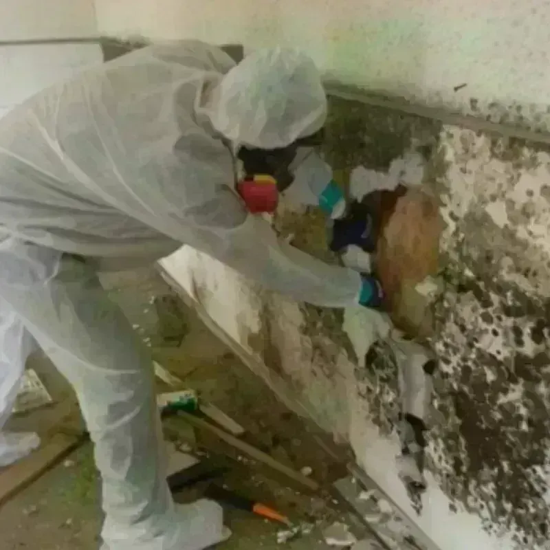 Mold Remediation and Removal in Brown County, TX